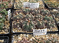 Нажмите на изображение для увеличения.

Название:	GYMNOCALYCIUM comarapense KK519.jpg
Просмотров:	474
Размер:	231.4 Кб
ID:	350304