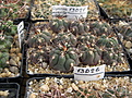 Нажмите на изображение для увеличения.

Название:	GYMNOCALYCIUM comarapense KK519.jpg
Просмотров:	441
Размер:	231.4 Кб
ID:	350304