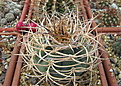 Нажмите на изображение для увеличения.

Название:	Gymnocalycium cardenas.jpg
Просмотров:	566
Размер:	234.2 Кб
ID:	350305