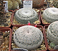 Нажмите на изображение для увеличения.

Название:	Mammillaria microthele SB34.jpg
Просмотров:	119
Размер:	235.1 Кб
ID:	350306