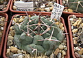 Нажмите на изображение для увеличения.

Название:	Gymnocalycium  prochazkianum var. nov  VG-1271.jpg
Просмотров:	1033
Размер:	213.4 Кб
ID:	350313