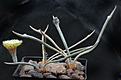 Нажмите на изображение для увеличения.

Название:	Astrophytum_caput-medusae.jpg
Просмотров:	118
Размер:	203.3 Кб
ID:	350322
