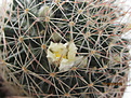 Нажмите на изображение для увеличения.

Название:	Mammillaria picta.JPG
Просмотров:	224
Размер:	142.3 Кб
ID:	350332
