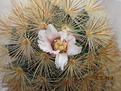Нажмите на изображение для увеличения.

Название:	Mammillaria carmenae.JPG
Просмотров:	204
Размер:	128.4 Кб
ID:	350333