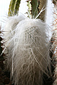 Нажмите на изображение для увеличения.

Название:	Cephalocereus_senilis.jpg
Просмотров:	149
Размер:	190.0 Кб
ID:	350362