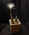 Нажмите на изображение для увеличения.

Название:	Setiechinopsis_mirabilis_VG_346a.jpg
Просмотров:	222
Размер:	194.2 Кб
ID:	350371