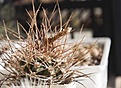 Нажмите на изображение для увеличения.

Название:	polycephalum Р223.jpg
Просмотров:	138
Размер:	39.6 Кб
ID:	350417