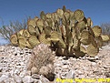 Нажмите на изображение для увеличения.

Название:	MEX12341-1.jpg
Просмотров:	296
Размер:	120.0 Кб
ID:	350453