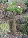 Нажмите на изображение для увеличения.

Название:	Pachypodium_lamieri H..jpg
Просмотров:	627
Размер:	135.5 Кб
ID:	350463