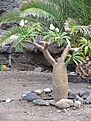 Нажмите на изображение для увеличения.

Название:	123Pachypodium_lamereiRHu2.jpg
Просмотров:	601
Размер:	209.6 Кб
ID:	350467