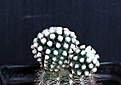 Нажмите на изображение для увеличения.

Название:	Pediocactus knowltonii SB304__10.14.JPG
Просмотров:	284
Размер:	69.8 Кб
ID:	350503
