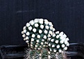 Нажмите на изображение для увеличения.

Название:	Pediocactus knowltonii SB304__10.14.JPG
Просмотров:	251
Размер:	69.8 Кб
ID:	350503