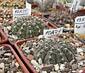 Нажмите на изображение для увеличения.

Название:	Gymnocalycium occultum P131 B Sra Ambato, flat stem, short black spines.jpg
Просмотров:	360
Размер:	207.9 Кб
ID:	350521