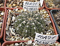 Нажмите на изображение для увеличения.

Название:	Gymnocalycium occultum P131.jpg
Просмотров:	357
Размер:	225.0 Кб
ID:	350522