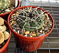 Нажмите на изображение для увеличения.

Название:	GYMNOCALYCIUM vatteri var..jpg
Просмотров:	384
Размер:	179.9 Кб
ID:	350523