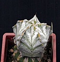 Нажмите на изображение для увеличения.

Название:	Astrophytum  OrCo_9y_17.10.14..JPG
Просмотров:	357
Размер:	97.2 Кб
ID:	350602