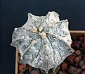 Нажмите на изображение для увеличения.

Название:	Astrophytum  OrCoAs white_7y_19.10.14.JPG
Просмотров:	351
Размер:	99.1 Кб
ID:	350603