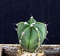 Нажмите на изображение для увеличения.

Название:	Astrophytum  OrSenAs_3y_17.10.14.JPG
Просмотров:	382
Размер:	153.0 Кб
ID:	350604