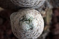 Нажмите на изображение для увеличения.

Название:	Mammillaria herrerae _9y_19.10.14.. (1).JPG
Просмотров:	143
Размер:	71.4 Кб
ID:	350621