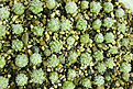 Нажмите на изображение для увеличения.

Название:	Mammillaria schumannii L048 San Jose del Cabo.jpg
Просмотров:	290
Размер:	200.9 Кб
ID:	350650