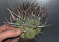 Нажмите на изображение для увеличения.

Название:	Astrophytum capricorne.jpg
Просмотров:	167
Размер:	230.4 Кб
ID:	350665