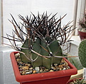 Нажмите на изображение для увеличения.

Название:	Astrophytum capricorne...jpg
Просмотров:	148
Размер:	158.1 Кб
ID:	350666