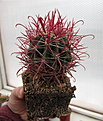 Нажмите на изображение для увеличения.

Название:	Ferocactus sp колоратус грацилис.jpg
Просмотров:	143
Размер:	139.8 Кб
ID:	350676