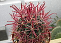 Нажмите на изображение для увеличения.

Название:	Ferocactus sp колоратус грацилис...jpg
Просмотров:	140
Размер:	234.6 Кб
ID:	350677