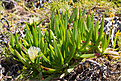 Нажмите на изображение для увеличения.

Название:	Carpobrotus edulis 123.jpg
Просмотров:	228
Размер:	217.9 Кб
ID:	350702