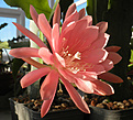 Нажмите на изображение для увеличения.

Название:	s_epiphyllum_cv.jpg
Просмотров:	207
Размер:	92.0 Кб
ID:	350827