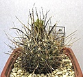 Нажмите на изображение для увеличения.

Название:	Ancistrocactus_scheeri_SB460_8y_1.JPG
Просмотров:	217
Размер:	148.4 Кб
ID:	350832