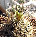 Нажмите на изображение для увеличения.

Название:	Ancistrocactus_scheeri_SB460_8y_2.JPG
Просмотров:	235
Размер:	188.5 Кб
ID:	350833