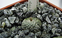 Нажмите на изображение для увеличения.

Название:	Blossfeldia minima KK-1066.jpg
Просмотров:	974
Размер:	223.9 Кб
ID:	350850