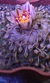 Нажмите на изображение для увеличения.

Название:	Turbinicarpus panarrottoi.jpg
Просмотров:	214
Размер:	82.6 Кб
ID:	350892