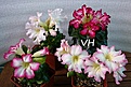 Нажмите на изображение для увеличения.

Название:	DSC_1073.JPG
Просмотров:	191
Размер:	234.1 Кб
ID:	350955