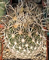 Нажмите на изображение для увеличения.

Название:	Coryphantha obscura SB.JPG
Просмотров:	487
Размер:	246.4 Кб
ID:	350962