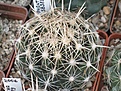 Нажмите на изображение для увеличения.

Название:	Coryphantha sulcata SB389.JPG
Просмотров:	574
Размер:	233.3 Кб
ID:	350963
