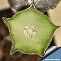 Нажмите на изображение для увеличения.

Название:	Astrophytum_myriostigma_steleC2BCFB3E.jpg
Просмотров:	190
Размер:	60.2 Кб
ID:	350984