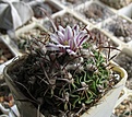 Нажмите на изображение для увеличения.

Название:	Echinofossulocactus_sp_9y.JPG
Просмотров:	194
Размер:	150.4 Кб
ID:	351013