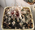 Нажмите на изображение для увеличения.

Название:	Turbinicarpus_bonatzii_MZ587_8y.JPG
Просмотров:	193
Размер:	159.1 Кб
ID:	351015