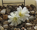 Нажмите на изображение для увеличения.

Название:	Blossfeldia_minima_KK1066_5y_1.JPG
Просмотров:	199
Размер:	89.5 Кб
ID:	351016