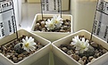 Нажмите на изображение для увеличения.

Название:	Blossfeldia_minima_KK1066_5y_2.JPG
Просмотров:	180
Размер:	99.8 Кб
ID:	351017