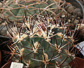 Нажмите на изображение для увеличения.

Название:	Sclerocactus_glaucus_franklinii.jpg
Просмотров:	101
Размер:	211.1 Кб
ID:	351062