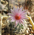 Нажмите на изображение для увеличения.

Название:	Gymnocactus_knuthianus_MZ726_3y.JPG
Просмотров:	192
Размер:	135.7 Кб
ID:	351069