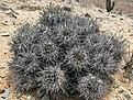 Copiapoa atacamensis.jpg