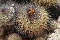 Copiapoa arhemephiana.JPG