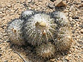 Copiapoa cinerascens.jpg