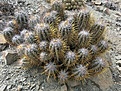 Copiapoa solaris.jpg