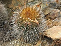 Neoporteria coimasensis.jpg