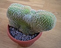 Нажмите на изображение для увеличения.

Название:	Cleistocactus Margaritianus 1.jpg
Просмотров:	178
Размер:	182.7 Кб
ID:	351104